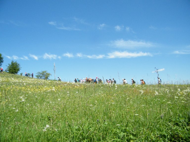 Magleš